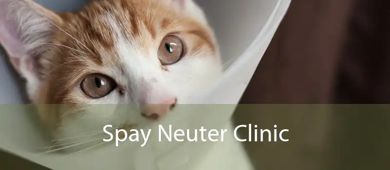 Spay Neuter Clinic