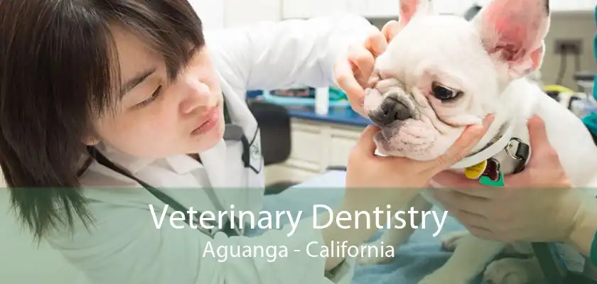 Veterinary Dentistry Aguanga - California
