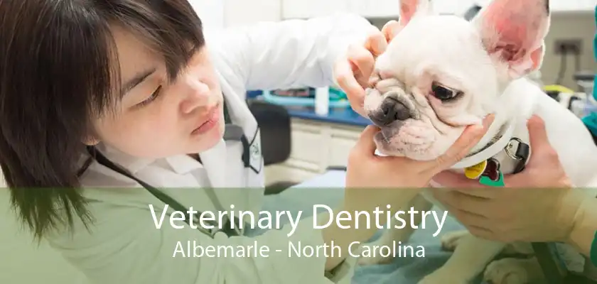 Veterinary Dentistry Albemarle - North Carolina