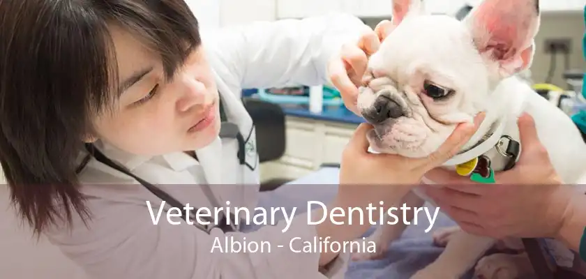 Veterinary Dentistry Albion - California