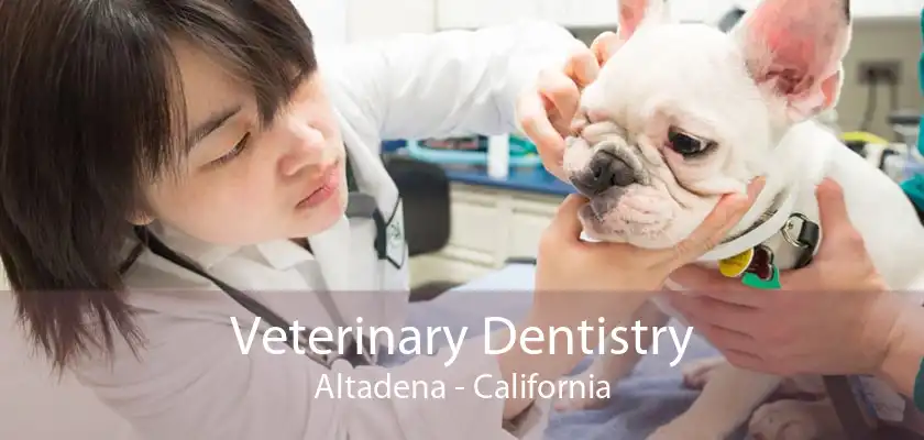 Veterinary Dentistry Altadena - California