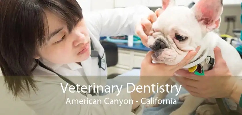 Veterinary Dentistry American Canyon - California