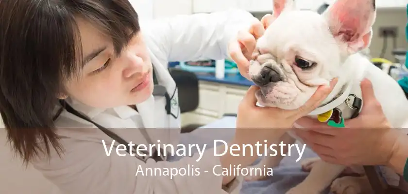 Veterinary Dentistry Annapolis - California