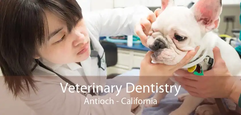 Veterinary Dentistry Antioch - California
