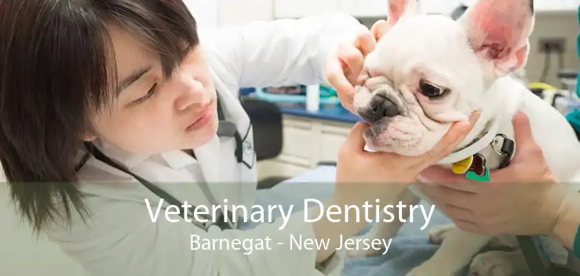 Veterinary Dentistry Barnegat - New Jersey