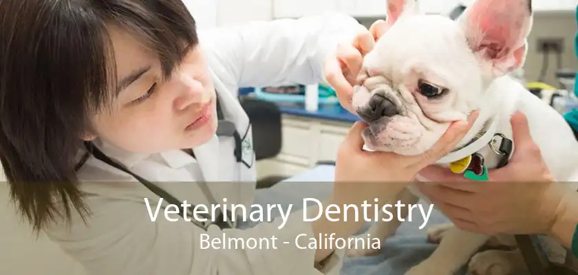 Veterinary Dentistry Belmont - California