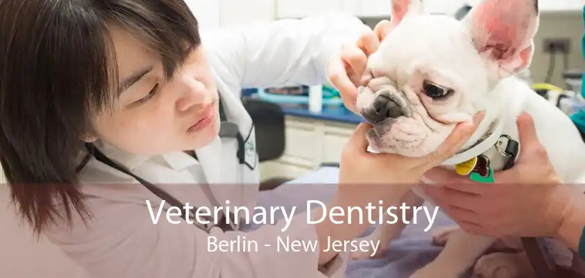 Veterinary Dentistry Berlin - New Jersey