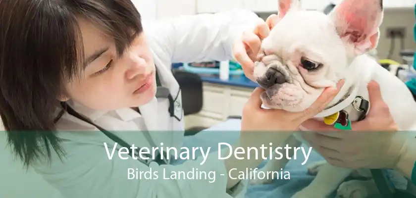 Veterinary Dentistry Birds Landing - California