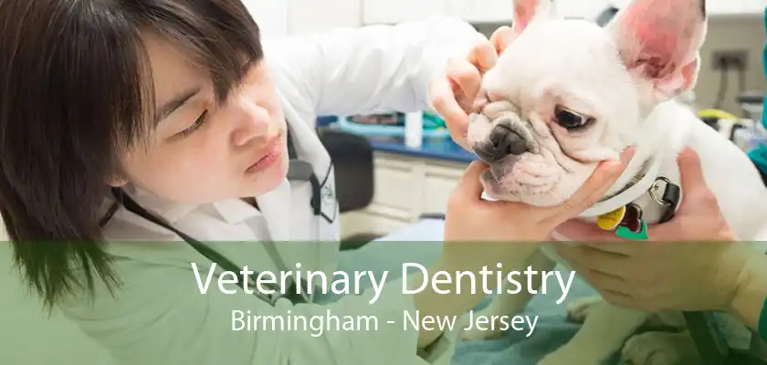 Veterinary Dentistry Birmingham - New Jersey