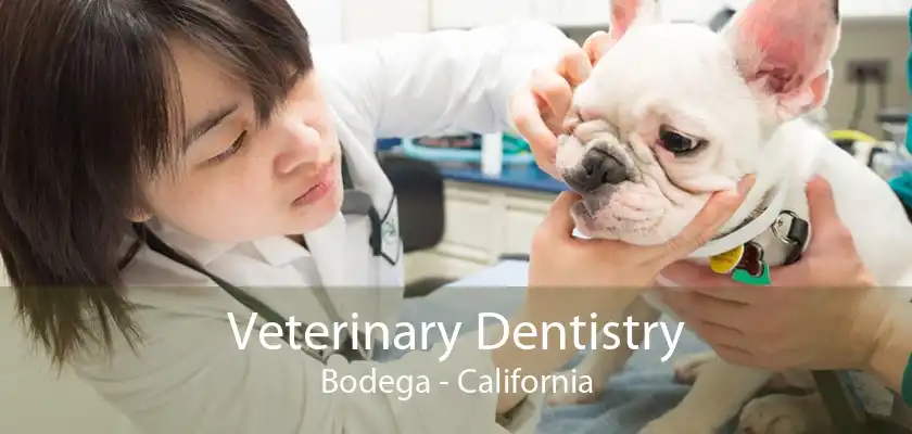 Veterinary Dentistry Bodega - California
