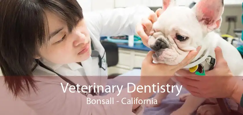 Veterinary Dentistry Bonsall - California
