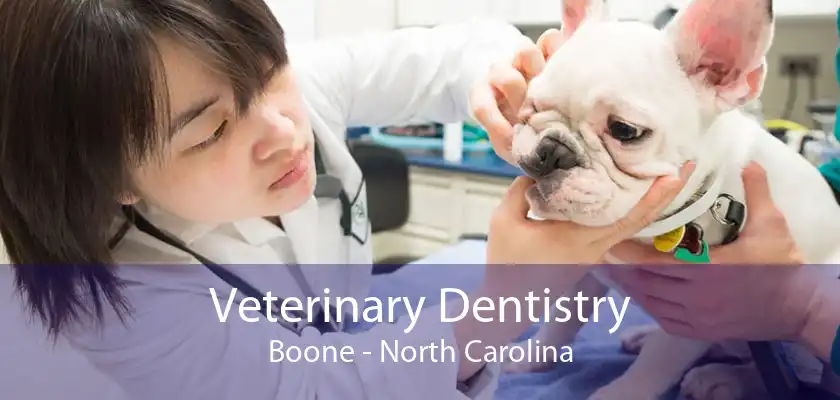 Veterinary Dentistry Boone - North Carolina