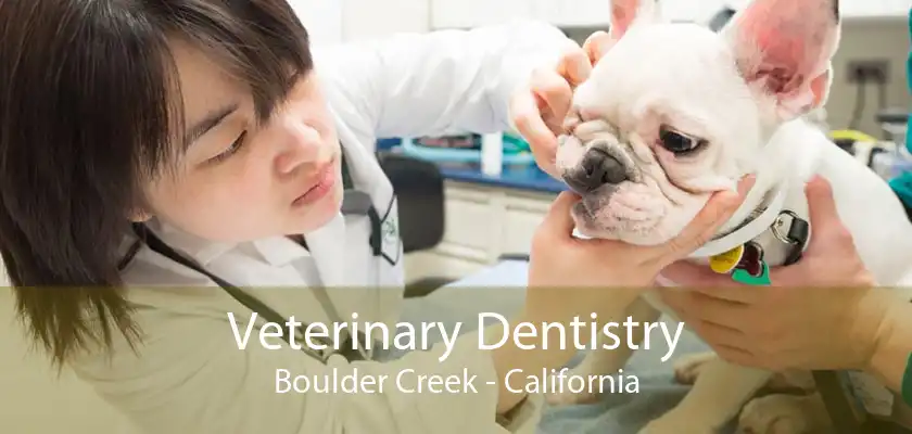Veterinary Dentistry Boulder Creek - California
