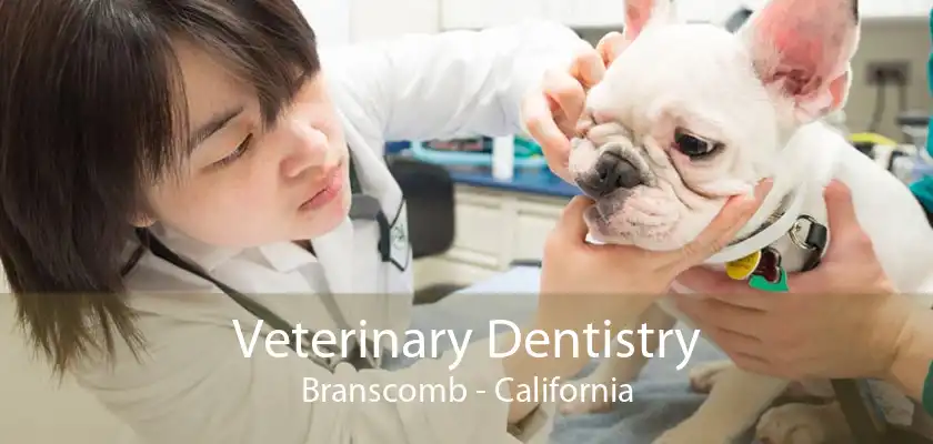 Veterinary Dentistry Branscomb - California