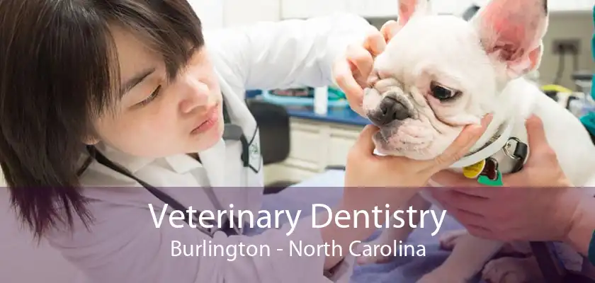 Veterinary Dentistry Burlington - North Carolina