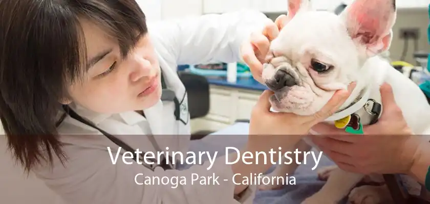 Veterinary Dentistry Canoga Park - California