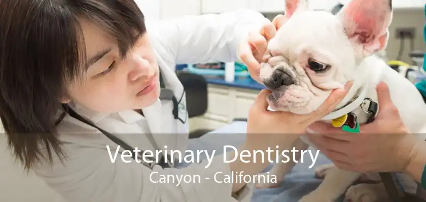 Veterinary Dentistry Canyon - California