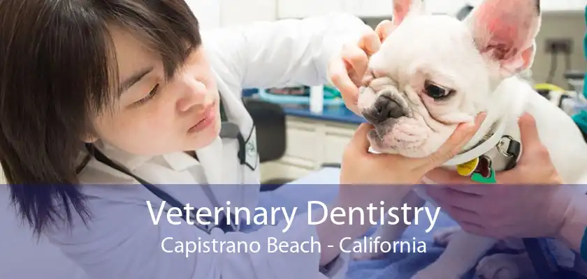 Veterinary Dentistry Capistrano Beach - California