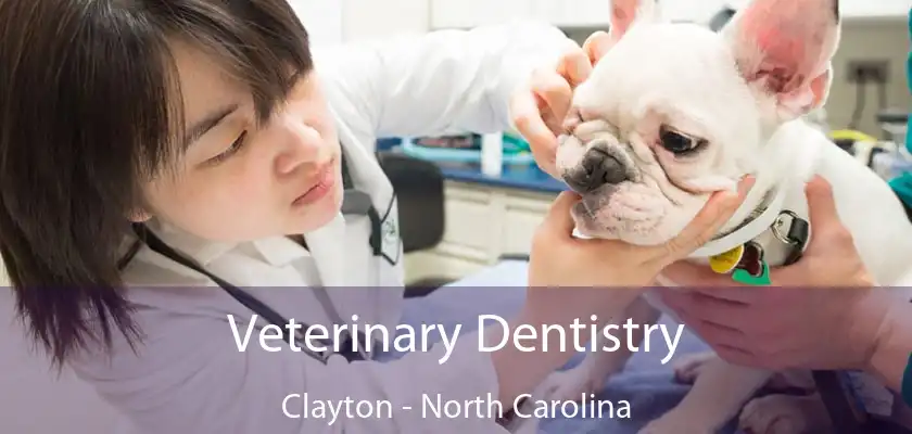 Veterinary Dentistry Clayton - North Carolina