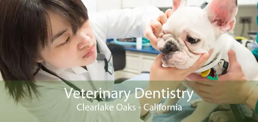 Veterinary Dentistry Clearlake Oaks - California