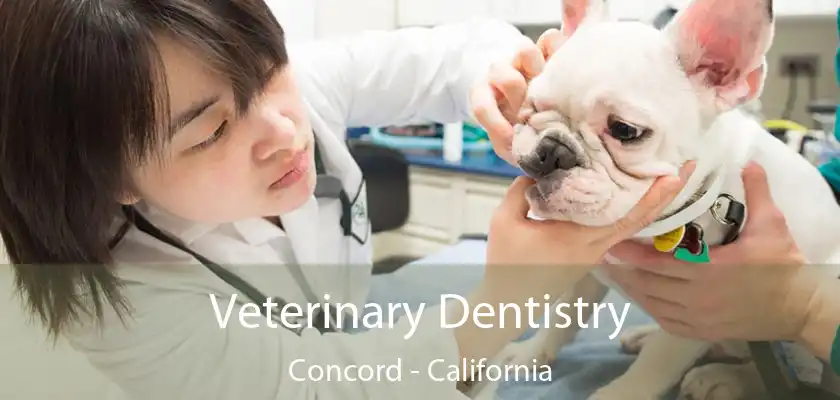 Veterinary Dentistry Concord - California