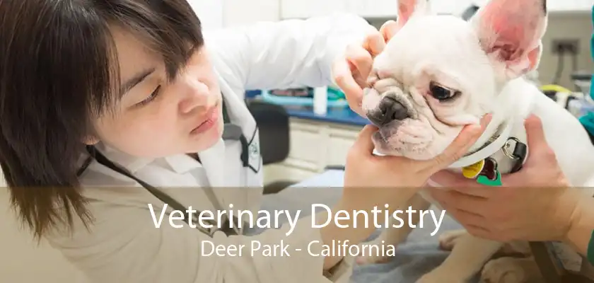 Veterinary Dentistry Deer Park - California
