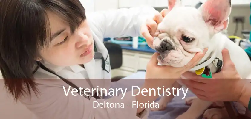Veterinary Dentistry Deltona - Florida