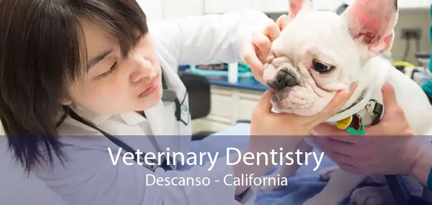 Veterinary Dentistry Descanso - California