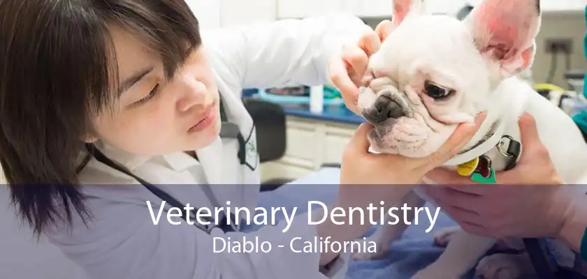 Veterinary Dentistry Diablo - California