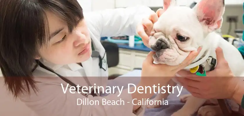 Veterinary Dentistry Dillon Beach - California