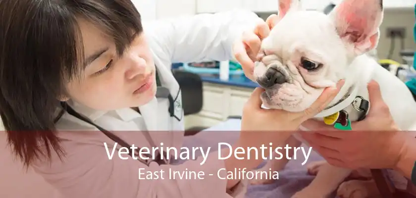 Veterinary Dentistry East Irvine - California
