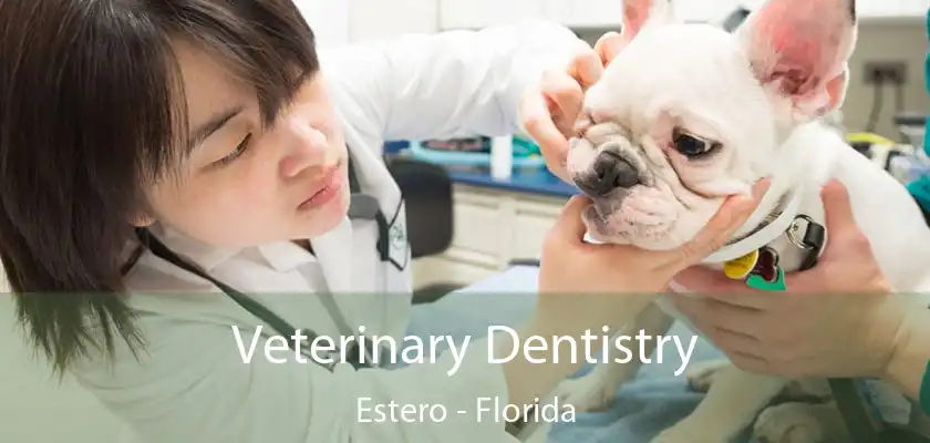 Veterinary Dentistry Estero - Florida