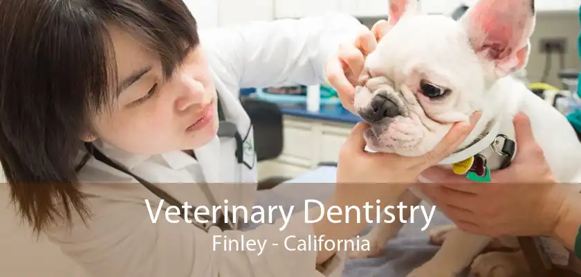 Veterinary Dentistry Finley - California