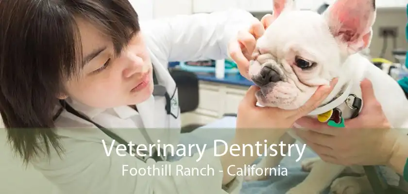Veterinary Dentistry Foothill Ranch - California