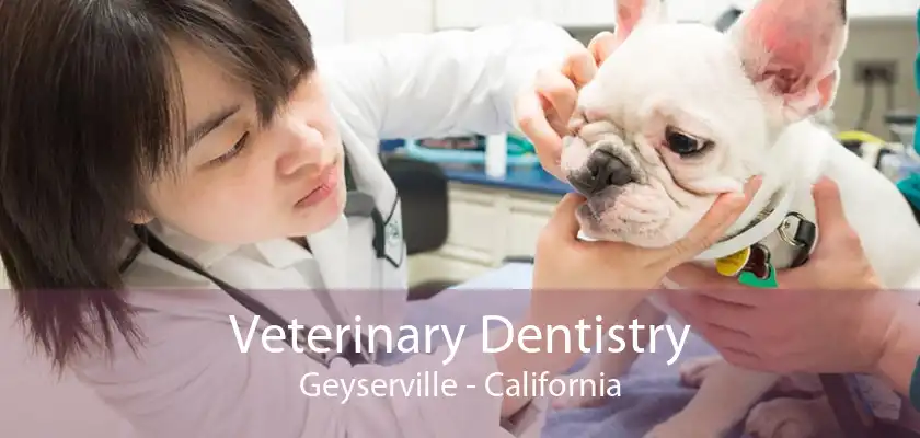 Veterinary Dentistry Geyserville - California
