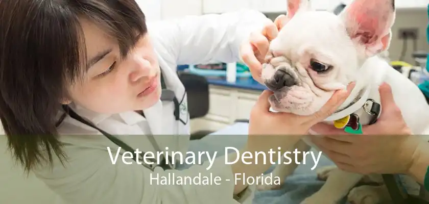 Veterinary Dentistry Hallandale - Florida