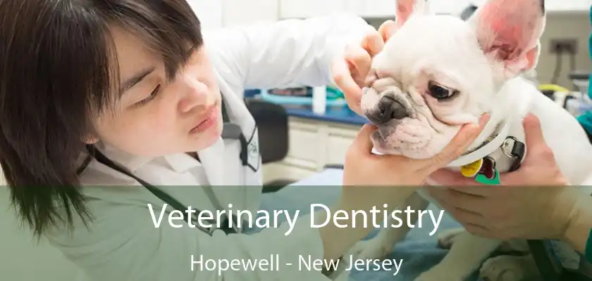 Veterinary Dentistry Hopewell - New Jersey