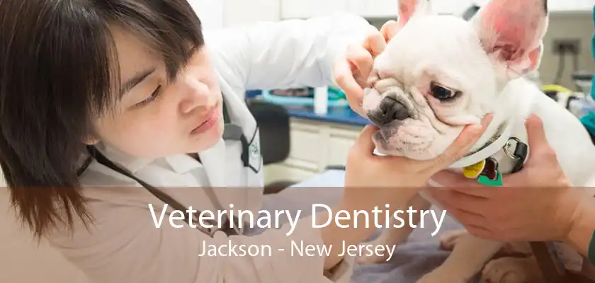 Veterinary Dentistry Jackson - New Jersey