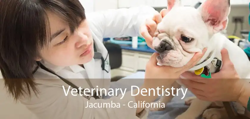 Veterinary Dentistry Jacumba - California