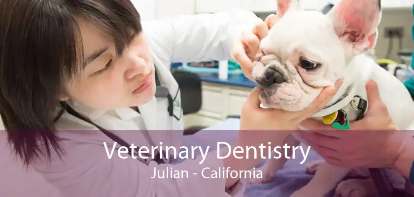 Veterinary Dentistry Julian - California