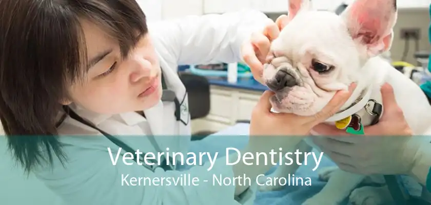 Veterinary Dentistry Kernersville - North Carolina