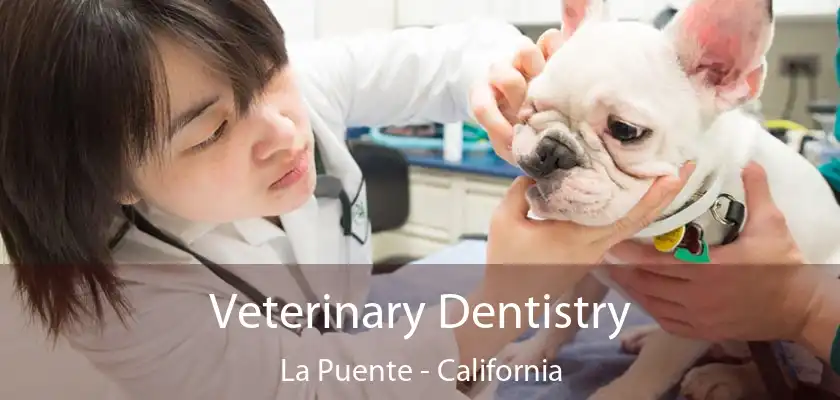 Veterinary Dentistry La Puente - California