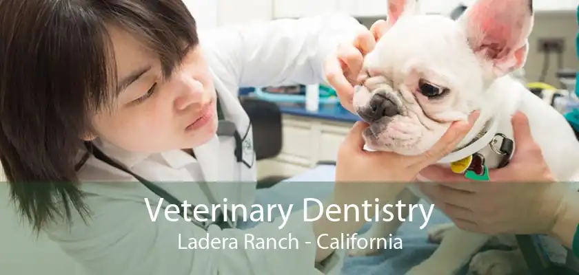 Veterinary Dentistry Ladera Ranch - California