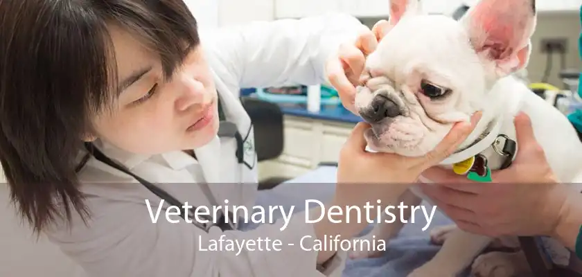 Veterinary Dentistry Lafayette - California