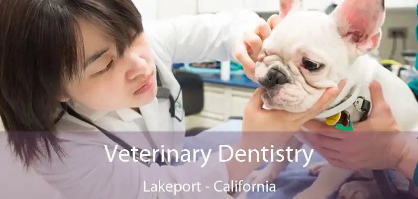 Veterinary Dentistry Lakeport - California