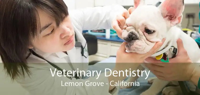 Veterinary Dentistry Lemon Grove - California