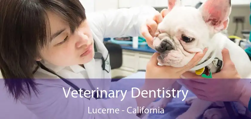 Veterinary Dentistry Lucerne - California