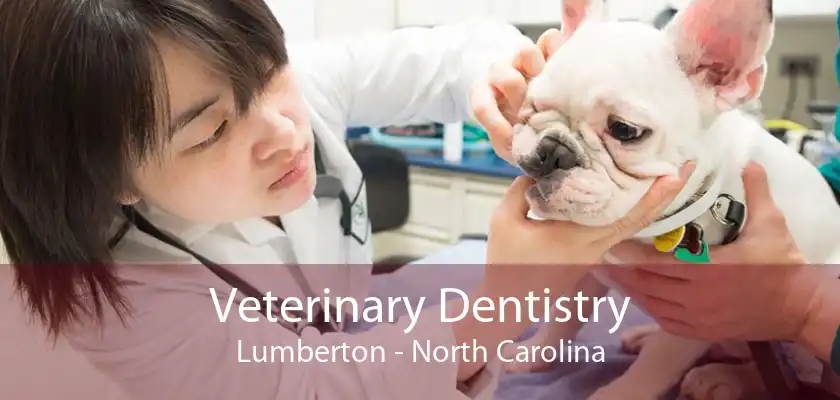 Veterinary Dentistry Lumberton - North Carolina