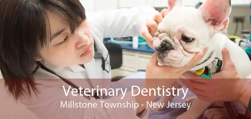 Veterinary Dentistry Millstone Township - New Jersey
