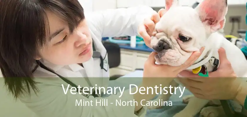 Veterinary Dentistry Mint Hill - North Carolina